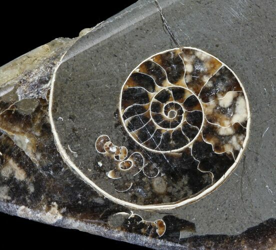 Polished Ammonite Fossil Slab - Marston Magna Marble #63818